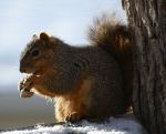 Squirrel eatin' a peanut